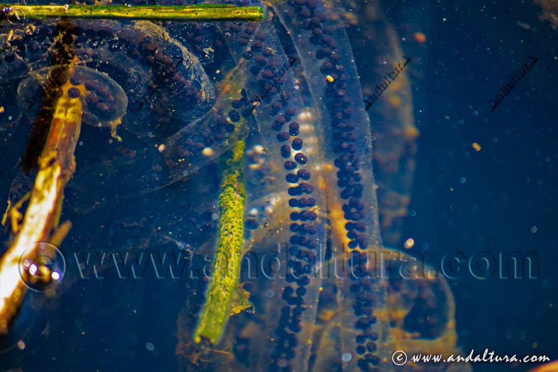Cordones de huevos de sapo común (Bufo spinosus) en el agua durante su fase reproductiva