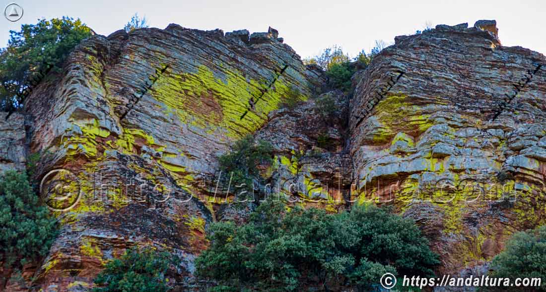 Líquenes sobre rocas en Despeñaperros representando la biodiversidad y flora de Andalucía