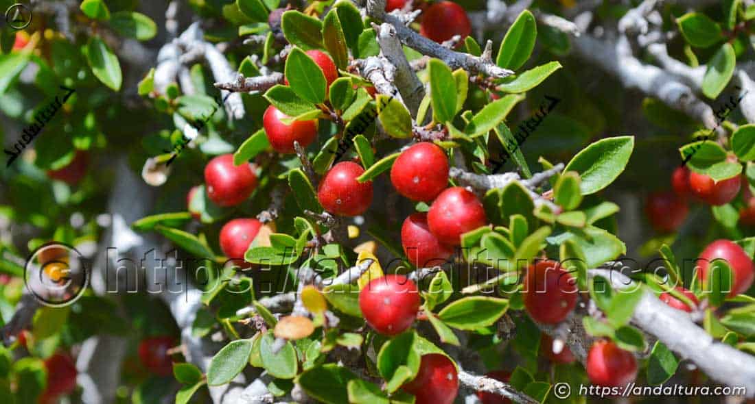 Frutos rojos del espino albar (Crataegus monogyna) entre hojas verdes en un arbusto mediterráneo
