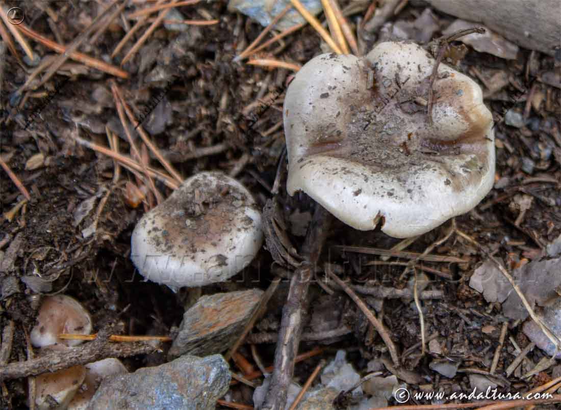 Setas blancas creciendo en suelo forestal de la Sierra de Grazalema - Cádiz
