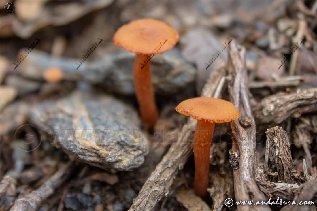 Pequeñas setas naranjas creciendo entre ramas secas en Despeñaperros - Jaén