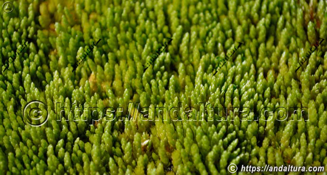 Detalle de musgo Bryum schleicheri cubriendo suelo húmedo en ecosistemas de Andalucía