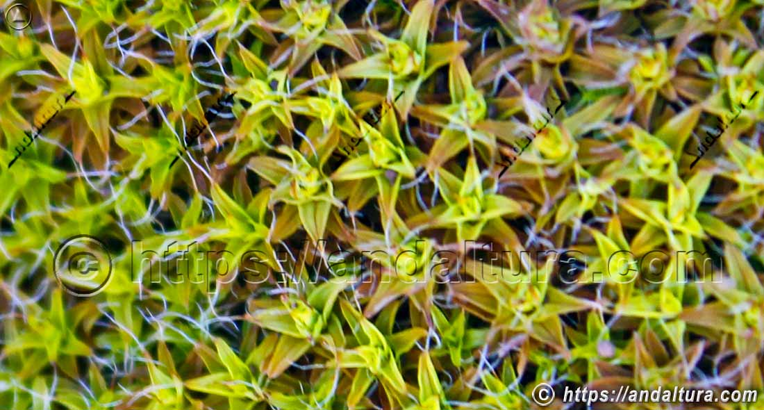 Colonia de musgo Syntrichia norvegica mostrando biodiversidad vegetal en Andalucía