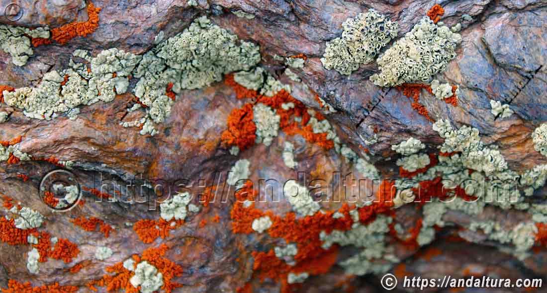 Musgos y líquenes colonizando roca, muestra de biodiversidad vegetal y flora adaptada de Andalucía