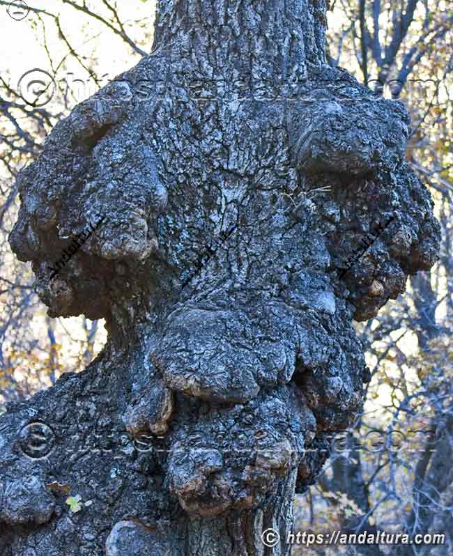 Pareidolia en el tronco de un árbol durante una ruta de senderismo en la Acequia del Almiar, ejemplo de biodiversidad y naturaleza en Andalucía