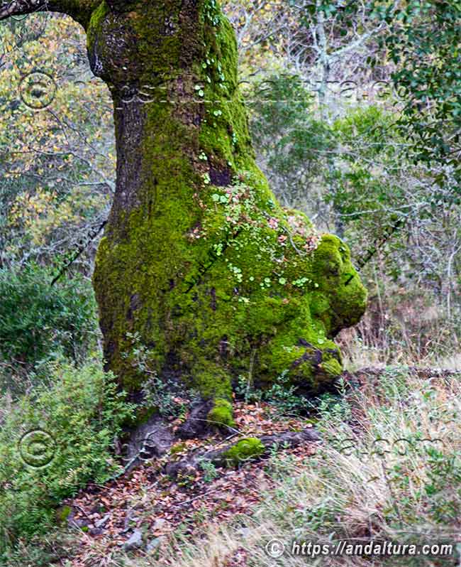 Tronco cubierto de musgo con pareidolia observado en rutas por los Llanos del Rabel, expresión de flora y biodiversidad en Andalucía