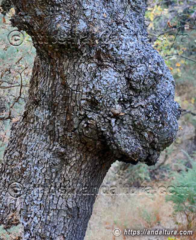 Formas naturales en tronco de árbol que evocan pareidolia en la Sierra de Líjar, paisaje de flora y biodiversidad de Andalucía