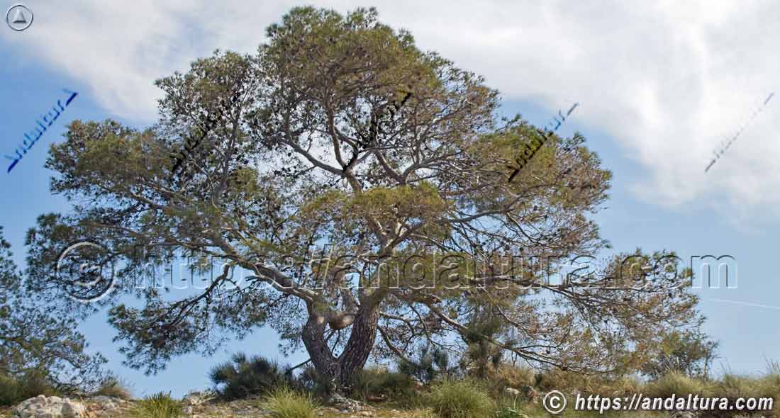 Pino carrasco (Pinus halepensis) creciendo en paisaje mediterráneo, representativo de la flora y biodiversidad vegetal de Andalucía