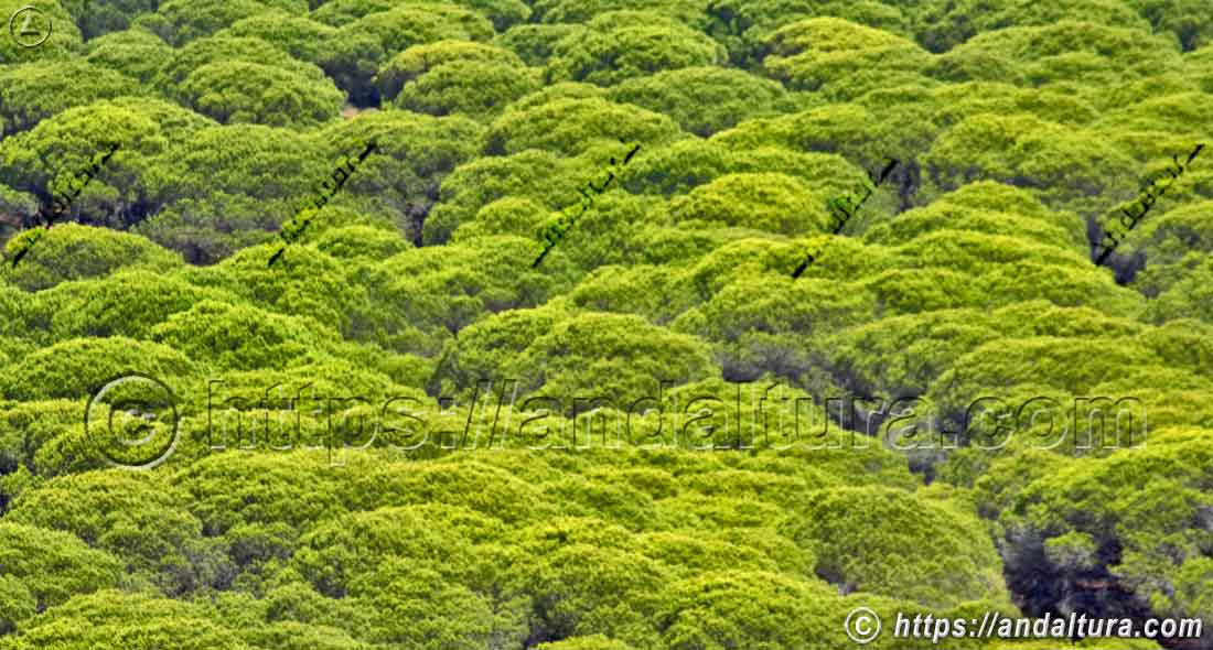Pinos piñoneros (Pinus pinea) en el Parque Natural de Doñana, ejemplo de flora y biodiversidad forestal de Andalucía