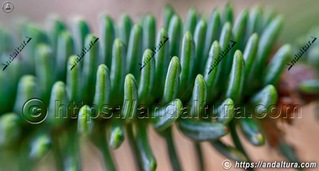 Acículas del pinsapo (Abies pinsapo), conífera endémica de la flora de Andalucía en espacios naturales de montaña