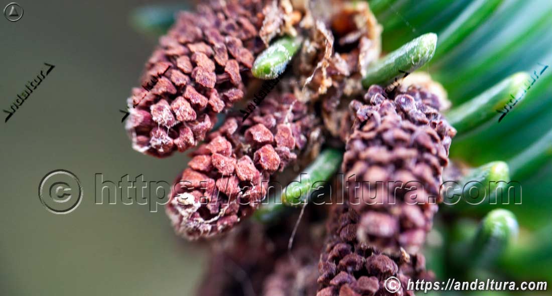 Conos masculinos del pinsapo en primer plano, árbol singular de la flora de Andalucía y sus bosques protegidos