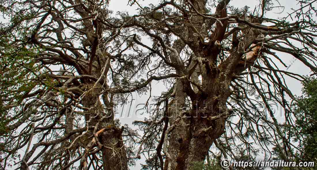 Pinsapo Monumento Natural de las Escaleretas en la Sierra de las Nieves, árbol singular representativo de la flora y biodiversidad de Andalucía
