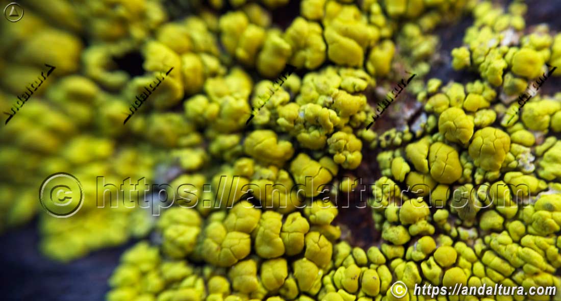 Pleopsidium chlorophanum, liquen amarillo sobre roca formando parte de la flora y biodiversidad en ecosistemas naturales de Andalucía