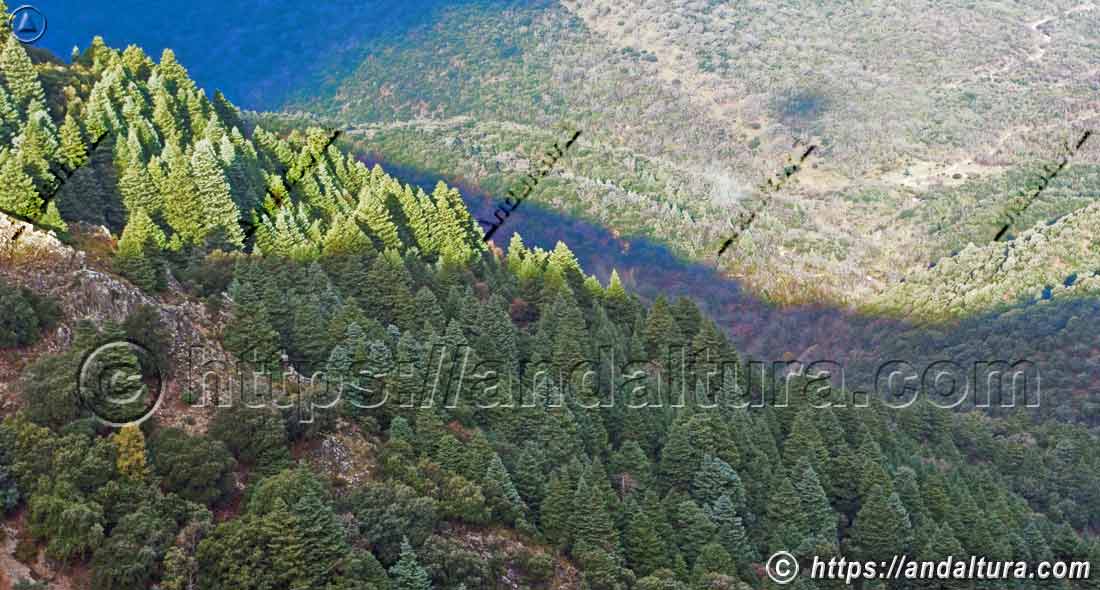 Primeros rayos del sol iluminando el pinsapar de la Sierra de Grazalema, paisaje forestal de flora y biodiversidad en Andalucía