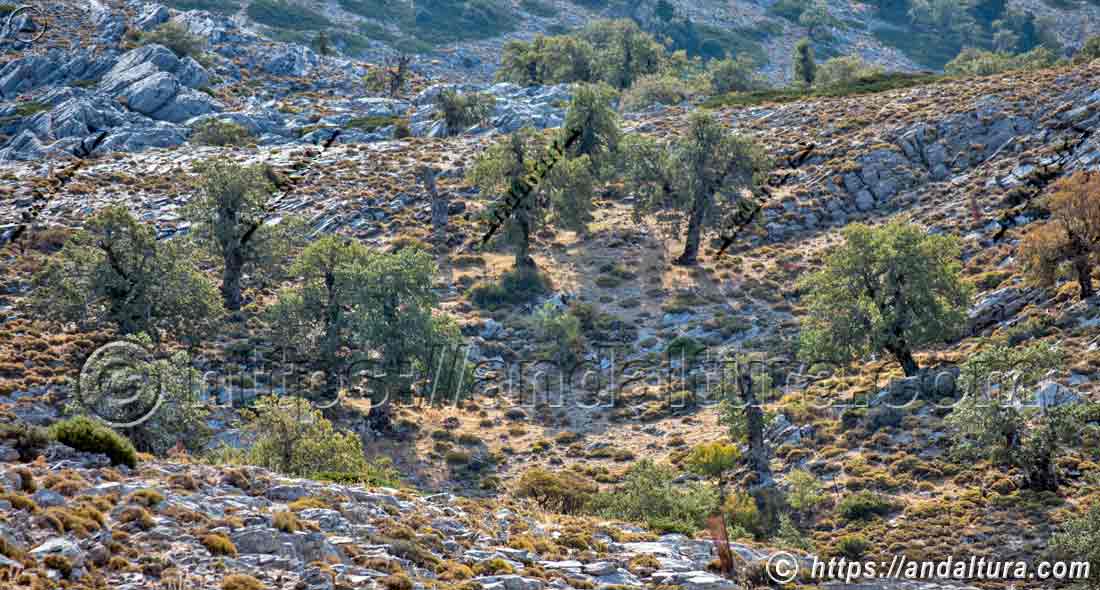 Arboleda singular del quejigar de Tolox en la Sierra de las Nieves, paisaje representativo de la flora, biodiversidad y ecosistemas forestales de Andalucía