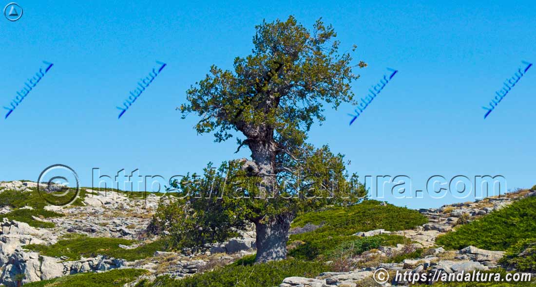 Quejigo (Quercus faginea) aislado en paisaje de montaña, ejemplo de flora y biodiversidad vegetal en Andalucía