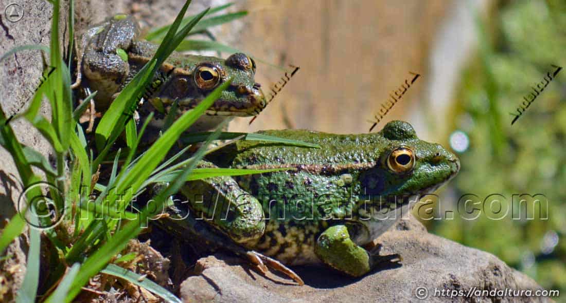 Ranas comunes (Pelophylax perezi) sobre rocas en el borde de un estanque en Andalucía