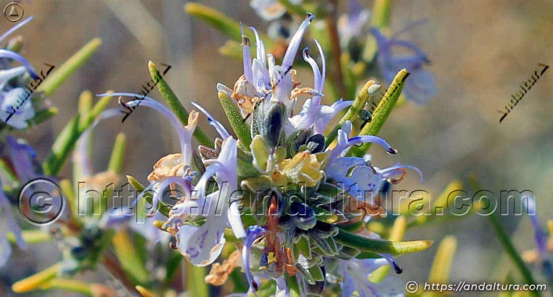 Flores del romero (Salvia rosmarinus) con hojas aromáticas en un matorral mediterráneo andaluz