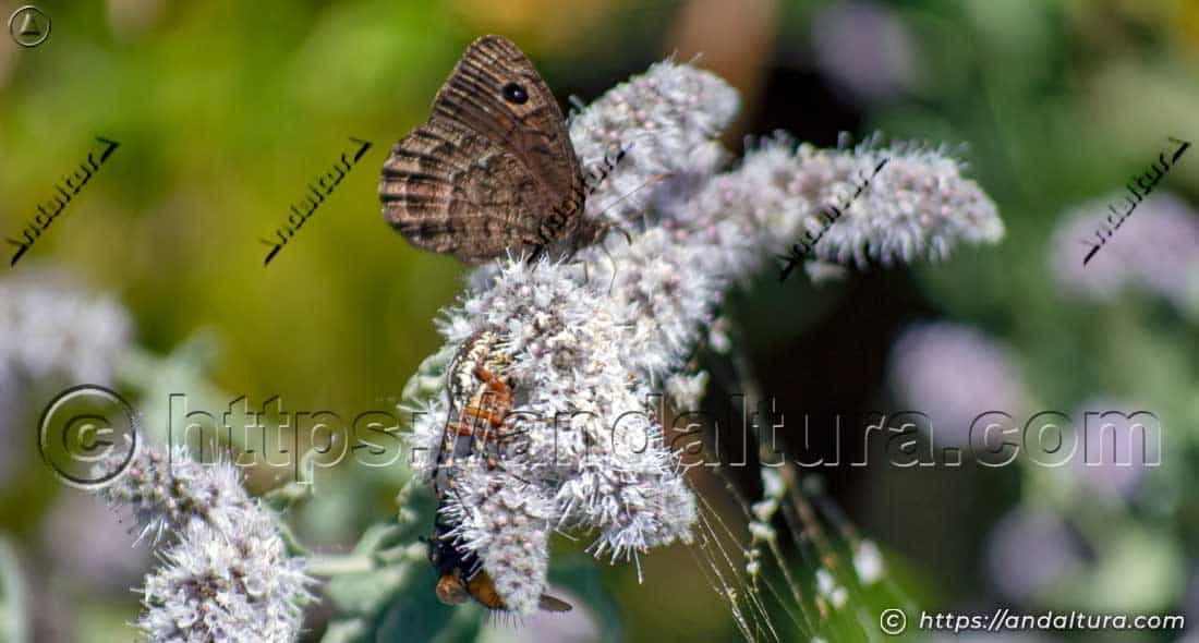 Mariposa sátiro negro (Satyrus actaea) posada sobre una inflorescencia junto a una araña Ciclosa conica en Andalucía