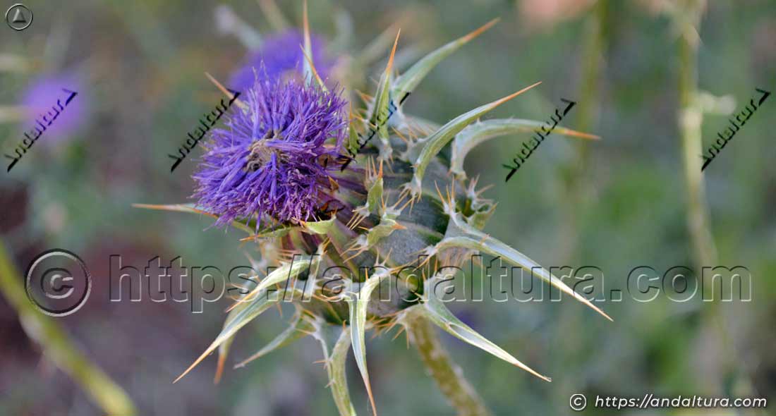 Flor de cardo mariano (Silybum marianum) con capítulo púrpura y brácteas espinosas en su entorno natural en Andalucía