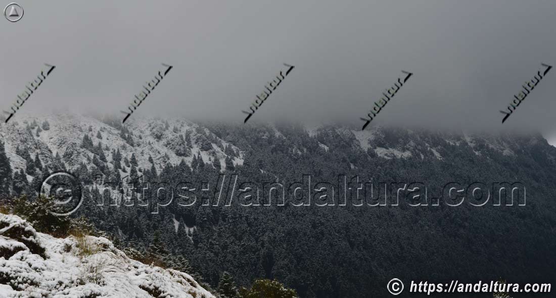 El Torreón entre nubes sobre el pinsapar de Grazalema, paisaje de flora y biodiversidad en el Parque Natural de Andalucía