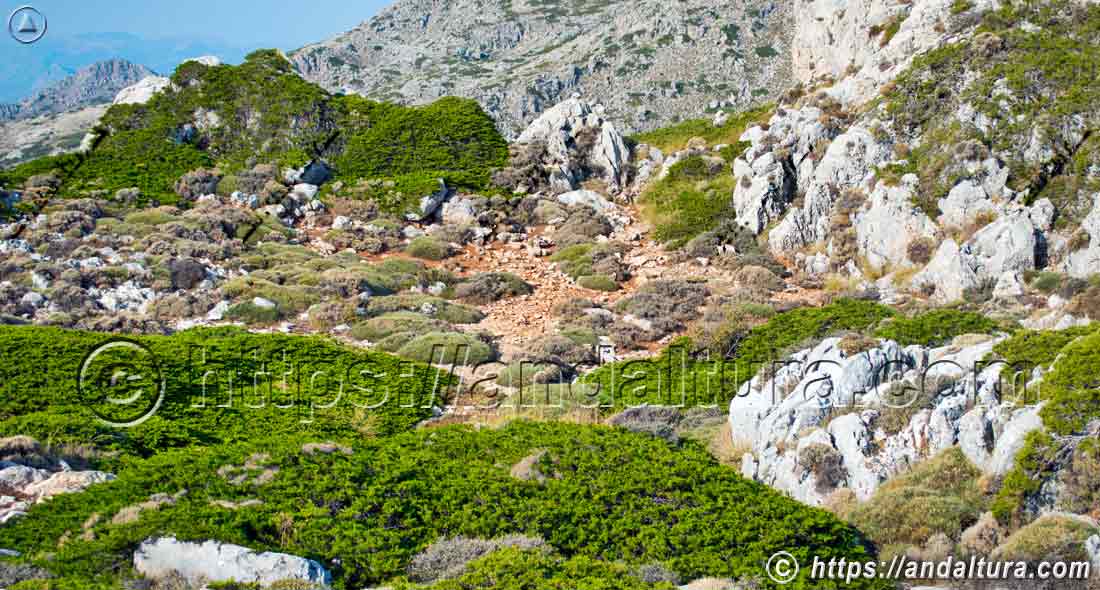 Vegetación adaptada al relieve kárstico en Sierra Mágina, flora y biodiversidad de montaña en Andalucía