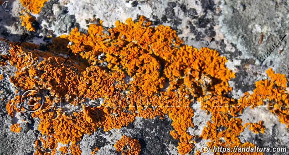 Liquen naranja Xanthoria calcicola sobre roca, ejemplo de flora criptogámica y biodiversidad en ecosistemas de Andalucía