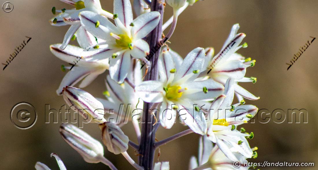 Flores de escila marítima (Drimia maritima) en el entorno de Cala de los Amarillos, Cabo de Gata