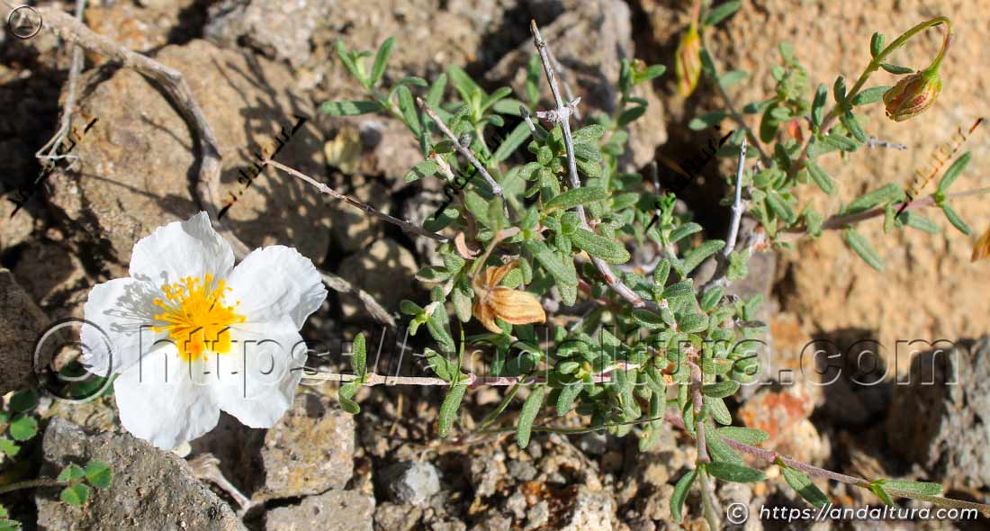 Jarilla de Almería (Helianthemum almeriense) en las laderas de Cala Príncipe