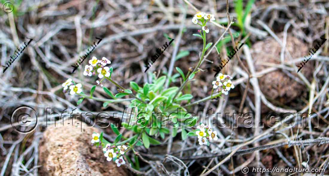 lobularia-maritima-cala-chica-del-barronal Lobularia maritima creciendo junto a Cala Chica del Barronal