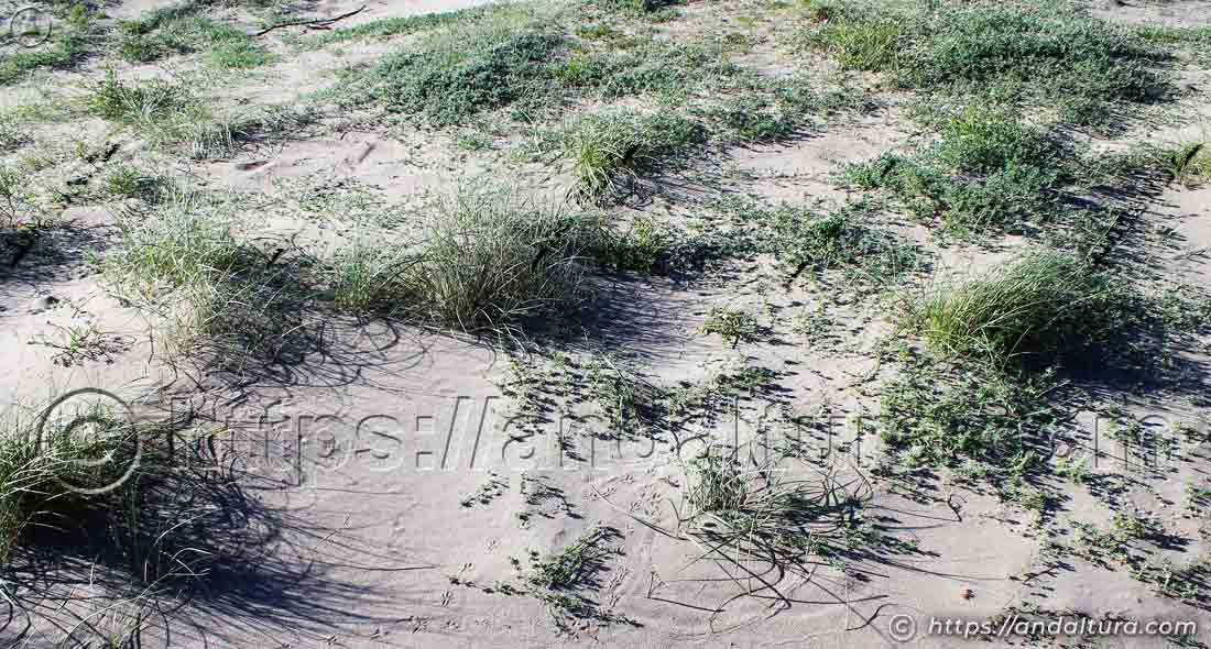 vegetacion-dunar-cala-chica-barronal Vegetación adaptada a las dunas de Cala Chica del Barronal