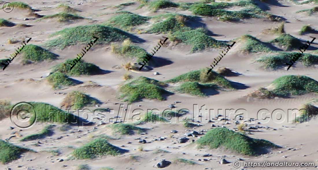 vegetacion-dunas-cala-chica Vegetación adaptada a las dunas de Cala Chica del Barronal